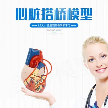 1.5 x didinimo žmogaus širdies modelis, anatomijos modelis visceralinių organų hierarchiją, ligoninės širdies šuntavimo