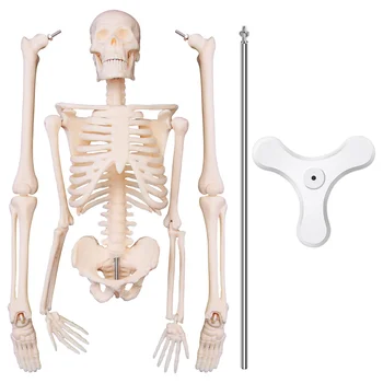 45CM Žmogaus Anatomijos Anatomija Skeleto Modelis Plakatas Mokytis Pagalbos Anatomija Žmogaus Skeleto Modelis