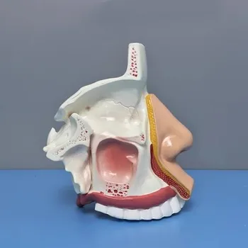 Anatomijos modelis nosies ertmę Žmogaus nosies ir sinusų struktūra pelėsių laura medicinos mokymo trimatę veido