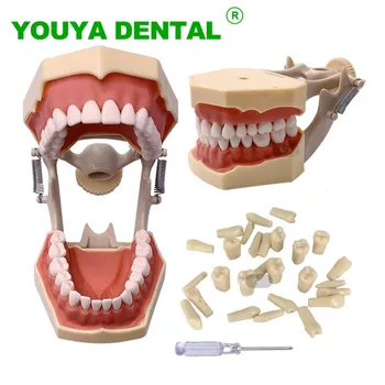 Dantų Typodont Dantų Modelį, Standartinis Modelis Su 32pcs Sraigtiniai Dantų Dantų Mokymo Praktika Demonstravimo Priemonė, Tinka Frasaco