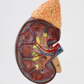 Gyvenimo Dydžio Žmogaus Inkstai su Antinksčių Anatomijos Modelis Medicinos Urologijos Anatomijos Modelis Mokymo Priemonė