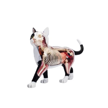 Gyvūnų Organų Anatomijos Modelis 4D Katė Žvalgybos Surenkant Žaislą Mokymo Anatomijos Modelis 
