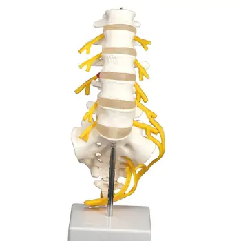 Juosmens Cauda Equina Stuburo Kryžkaulio Stuburgalio Stuburo Nervų Nervinio Skeleto Modelis Mokymo Mokymo, Švietimo Pagalbos