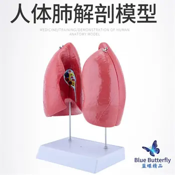 Natūralus Didelių Plaučių Anatomija Modelio Žmogaus Plaučių Anatomija Modelis Plaučių Anatomija Ekranas Mokymo Modelį Medicinos Plaučių Modelis