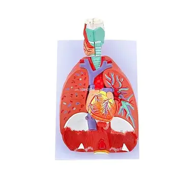 Plaučių Anatomija Modelis Mokymosi Pagalbos, Anatominiai Širdies, Plaučių, Gerklės Modelis pateikiama Informacija apie Plaučių Trachėjos Dropship