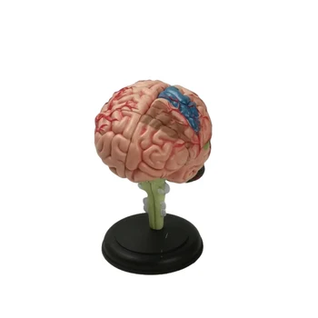 PVC 9x9x9cm Žmogaus Smegenų Anatomijos Modelis Turi Surinkti Vaizduotę, Kultūros, Medicinos, Mokslo, Mokymo