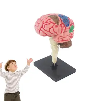 Vaikai Anatomija Žaislai Kūno Anatomijos Modelis Žmogaus Smegenų Modelis Vaikams, Žmogaus Akies Obuolio Biologijos Mokymo Įranga, Mokykliniai Reikmenys