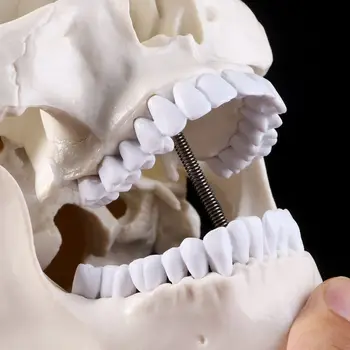 Žmogaus Anatomija Anatomija Galvos Skeletas Kaukolės Mokymo Modelį Mokykliniai Reikmenys Dropship