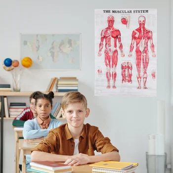 Žmogaus Anatomija Raumenų Sistemos Plakatas Mokymo Diagramos Anatomijos Sienos Kūno Audiniai Biuras