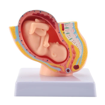 Žmogaus Nėštumo metu, Vaisiaus Vystymosi 9-ojo Mėnesio Embriono Dubens Modelis Vaisiui Vaisiaus Nėštumo Anatomija Placentos Modelis