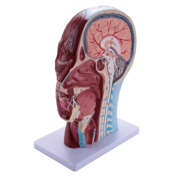Žmogaus Pusė Galvos Paviršutiniškas Neuroangiochirurgijos Modelis Su Raumenimis, Gyvenimo Dydis Anatomijos Galvos Modelį, Kaukolės Ir Galvos Smegenų