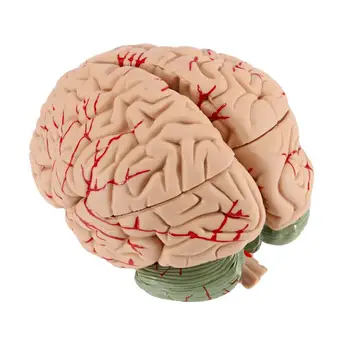 Žmogaus Smegenų Modelis, Anatomiškai Tiksliai Smegenų Gyvenimo Dydžio Žmogaus Smegenų Anatomijos Mokslo Klasėje Tyrimo Mokymo Medicinos Modelis